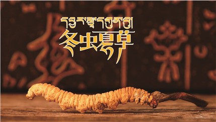 那曲新鮮冬蟲夏草什么時候采挖？