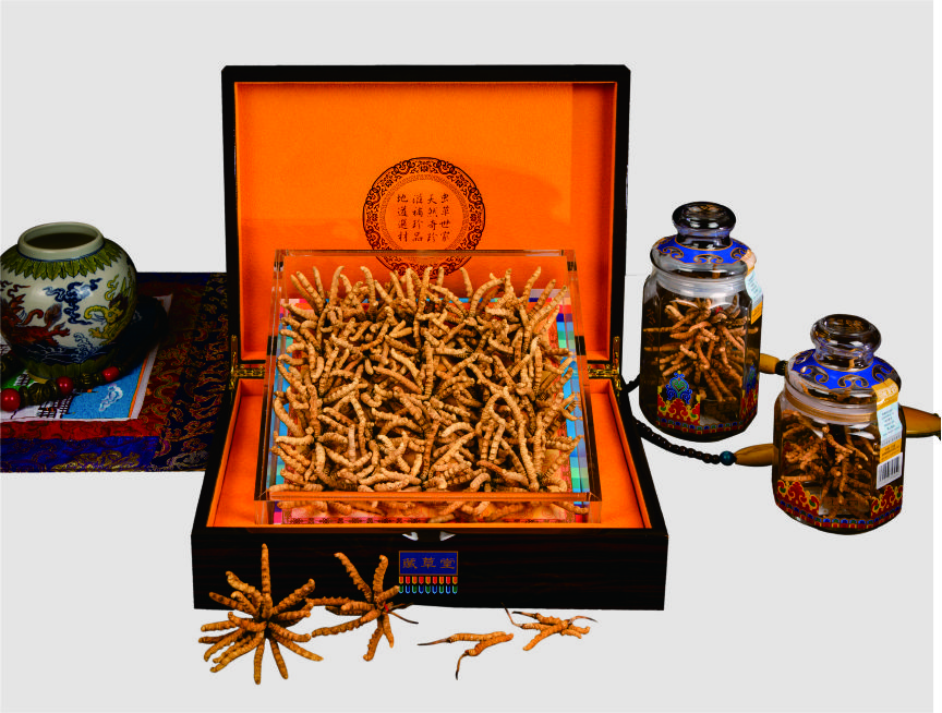 冬蟲(chóng)夏草 冬蟲(chóng)夏草